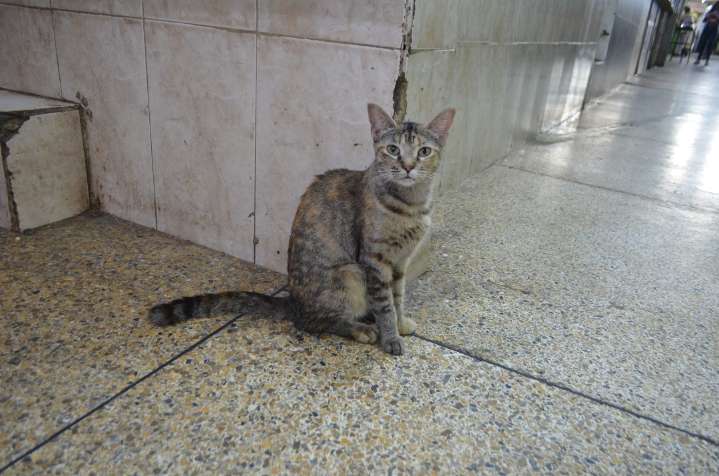 AVISA: La sobrepoblación de gatos se puede controlar con jornadas de esterilización masiva