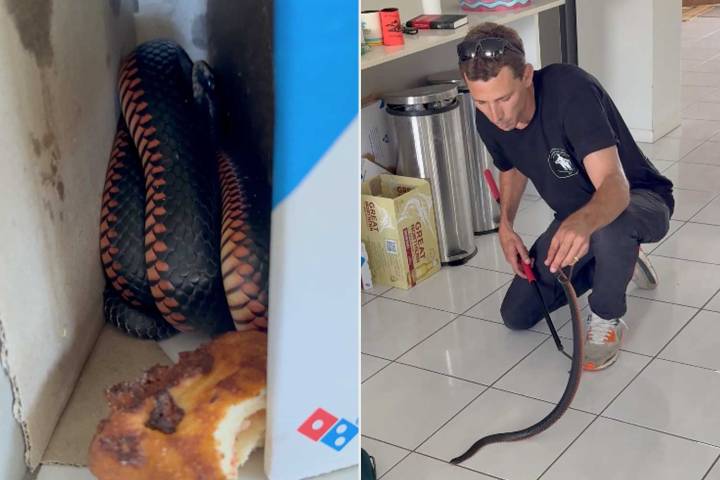 Family Finds 'Highly Venomous' Snake in Their Pizza Delivery Box