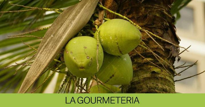 Coco germinado o manzana de coco: una delicia crujiente que no te esperas
