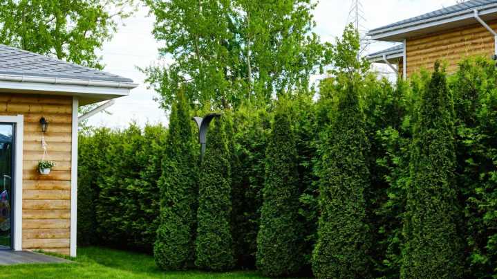 The Huge Privacy Shrub You Can Completely Neglect
