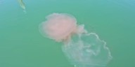 Alerta por la aparición de una extraña medusa gigante con tentáculos de hasta 20 metros en un playa de EEUU