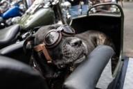 Veterans motorcycle ride to take off without 'bestest boy ever'