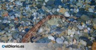 El Mediterráneo, un mar envenenado: los tiburones pintarroja alertan de los altos niveles de mercurio entre sus aguas