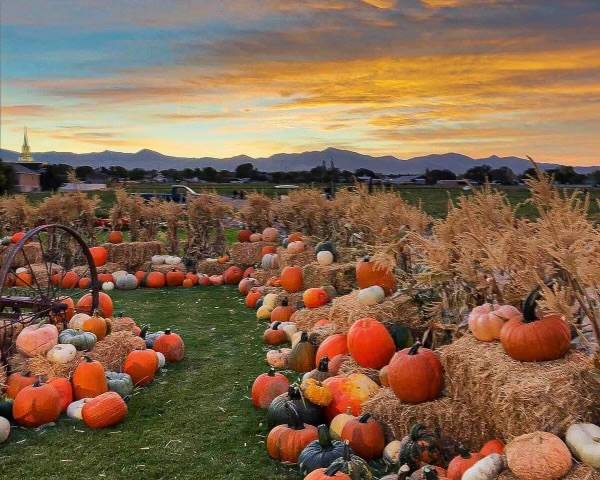Top 10 pumpkin patches in Utah, according to Google Maps reviews