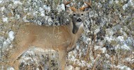 FWP suspects hemorrhagic disease in whitetail deaths