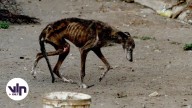 Agrupaciones animalistas reaccionan a la sentencia contra Susana Padilla