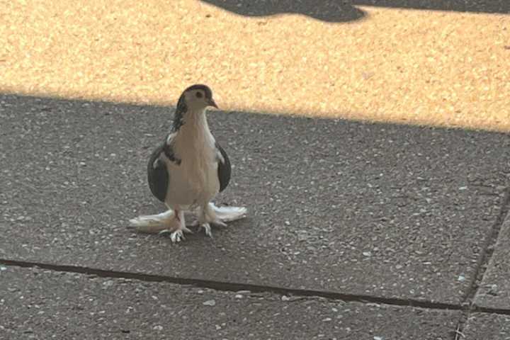 Rare Lahore pigeon found living at Alexandria’s Union Station