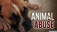 Abandoned animals recovered by Tulsa animal rescue