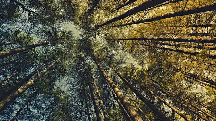 How to control pine-forest fires in Himachal Pradesh