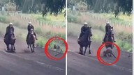 A Karnup kangaroo has captured viral attention after challenging two racehorses to a daring dash