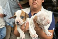 Rescatan a 10 animales víctimas de maltrato