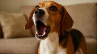 Adiós a los ladridos: el eficaz truco de los expertos para que los perros no hagan ruido en casa
