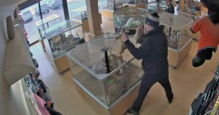 Jury convicts man for role in puppy theft from Centennial store