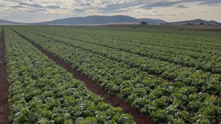 Florette consigue en Soria el 25% de su producción estival