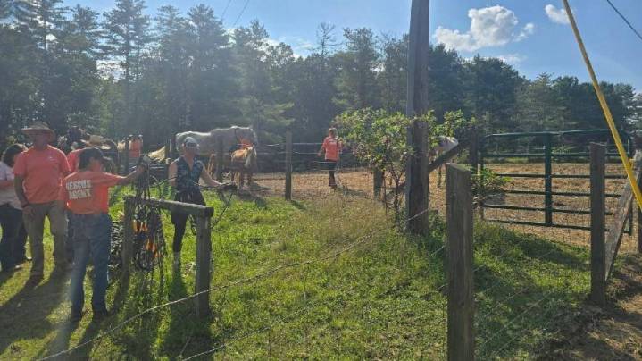 Fentress County Sheriff's Office rescued 25 horses in poor health