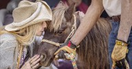 'The heart remembers': Miniature horses' visit to Santa Fe dementia day care center spurs memories