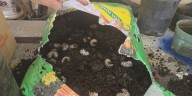 Historic ban on shipments to Molokai aims to keep out coconut rhinoceros beetle