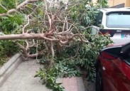 Piletas pide dimisiones tras la caída de otro árbol