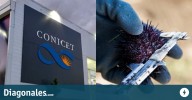 Emocionante: Científica del CONICET creó un remedio a base de erizos de mar para salvar a su hijo