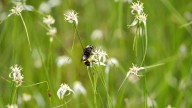 The Easy Way To Attract Pollinators To Your Yard Using An Affordable Gardening Essential