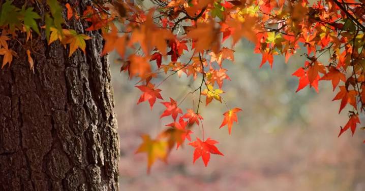 Equinoccio de otoño 2025: ¿cuándo arranca y qué significa este fenómeno astronómico?