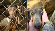 California Doberman Locked In A Cage For A Year Melts In His Rescuers’ Arms