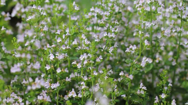 The Fast-Growing Flowering Perennial That Makes The Perfect Filler Plant