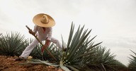 Cómo llegar a Tequila Jalisco en camión desde Guadalajara y qué hacer