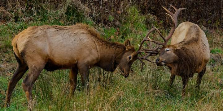 Elk rutting season underway in the Great Smoky Mountains