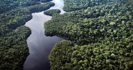 Amazon forest shrunk by area the size of Spain in 40 years: study