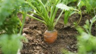 Calendario del huerto de septiembre: las siembras que asegurarán tu cosecha de otoño