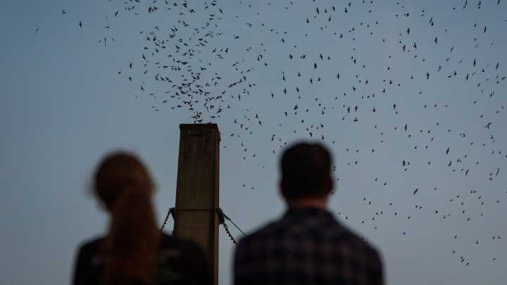 Nature in action: How to watch peculiar bird behavior in…
