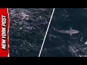 Man Records The ‘Wildest Thing’ He’s Ever Seen While Flying a Drone Over Montauk Coast