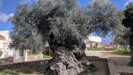Ni pino ni cerezo: el árbol más antiguo de España que aún da frutos y se plantó en la época romana