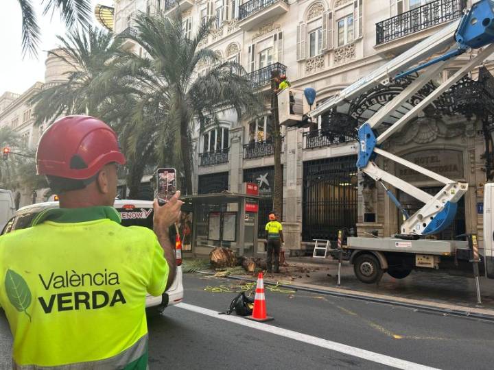 El Ayuntamiento de Valencia retira tres palmeras en la calle Barcas por riesgo grave de caída   