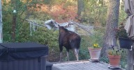 Bull moose freed from hammock tangle by wildlife officials