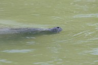 Late Summer Surprise: Manatee Makes Rare Appearance in New Jersey’s Shark River
