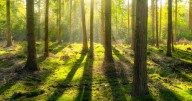 Asalto armado a un banco y a múltiples robos para conseguir provisiones: Así vivía hombre que vivió con sus hijos por tres años en el bosque de Nueva Zelanda y perdió la vida durante un enfrentamiento