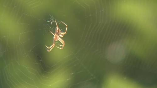 Spider bite or mosquito bite? How to tell the difference