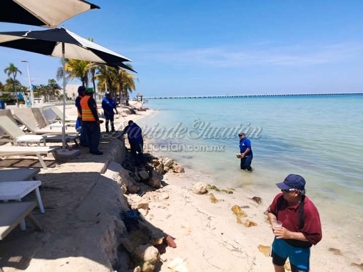 Erosión en Progreso: Ayuntamiento retira piedras de playa del malecón