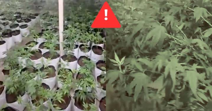 Hallan invernaderos y desmantelan red de marihuana en CDMX; hay cuatro detenidos
