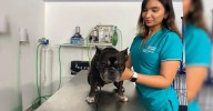 Un “sueño cumplido”: nace en Armenia la clínica veterinaria UGC +Pet Lover, un espacio que une la academia y el bienestar animal