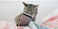 Google, Meta and Vodafone want help from smartphone