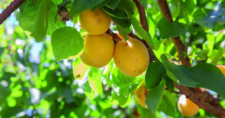 Gardening expert Justin Calverley reveals his favourite fruit, vegetables and herbs to grow at home