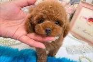 Ixmiquilpan: Pirotecnia afecta a las mascotas, asegura asociación Bien Animal
