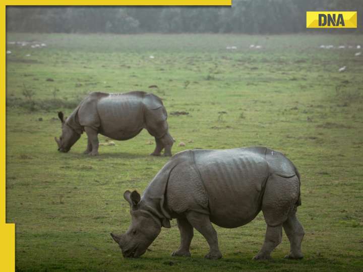 World Rhino Day 2025: Explore 6 Indian destinations to spot the giant one