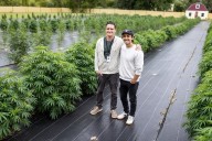 Lindstrom farm makes recreational cannabis extract