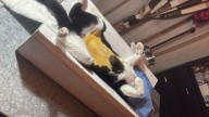 Fundación Animare denuncia reducción de campañas de esterilización en León