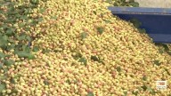 2025 ha sido un buen año para el pistacho