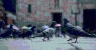En Bogotá inicia la esterilización de palomas en la Plaza de Bolívar